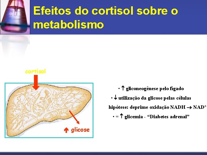 Efeitos do cortisol sobre o metabolismo Metabolismo de Carboidratos cortisol • gliconeogênese pelo fígado