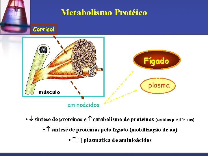 Metabolismo Protéico Cortisol Fígado plasma músculo aminoácidos • síntese de proteínas e catabolismo de