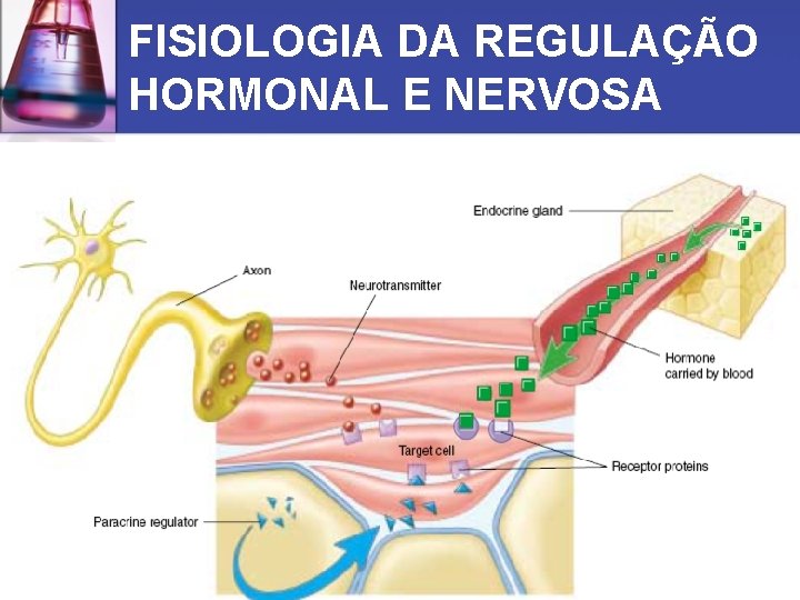 FISIOLOGIA DA REGULAÇÃO HORMONAL E NERVOSA 