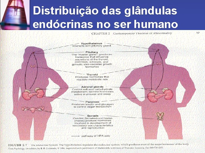 Distribuição das glândulas endócrinas no ser humano 