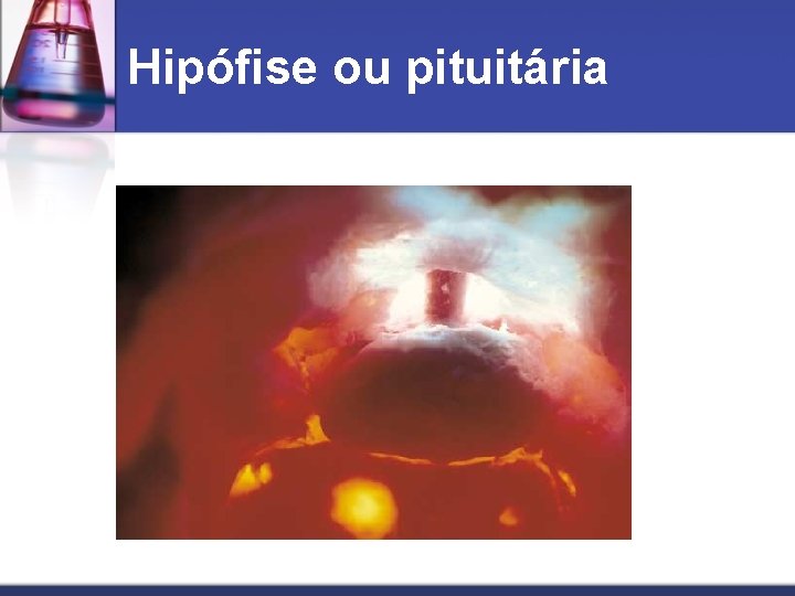 Hipófise ou pituitária 