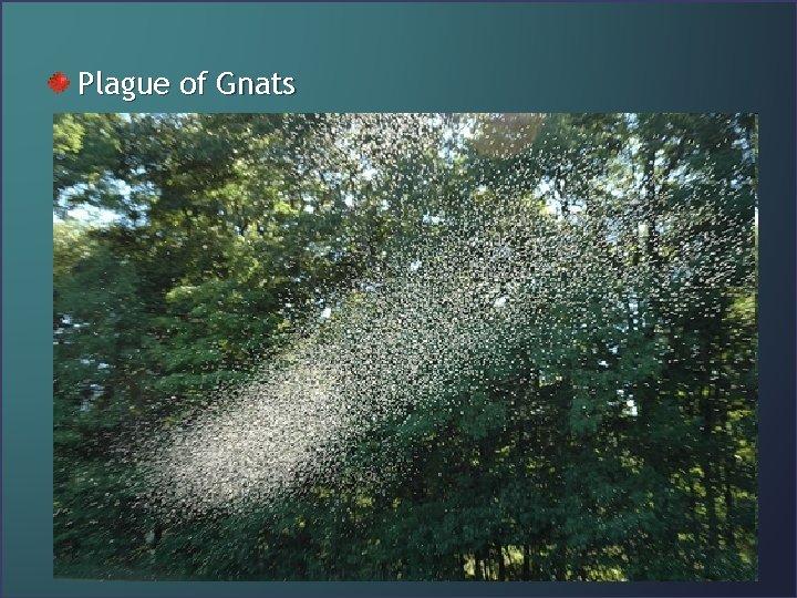 Plague of Gnats 