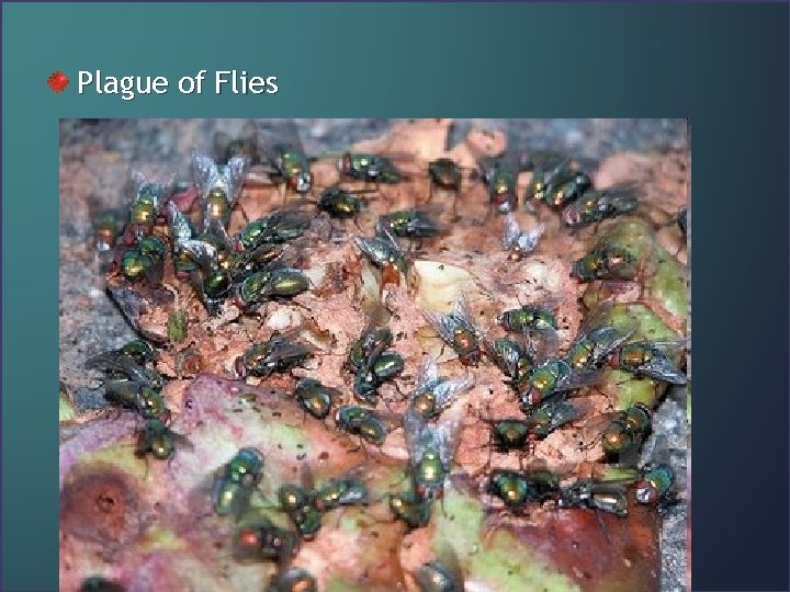 Plague of Flies 