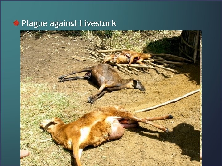 Plague against Livestock 