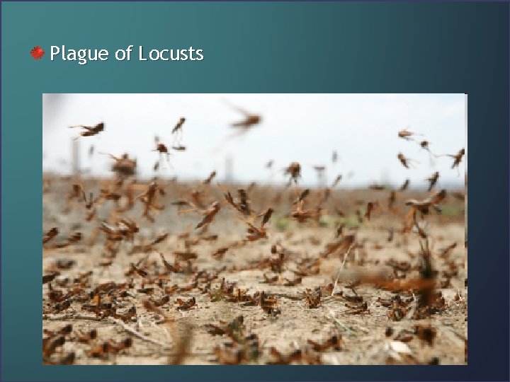 Plague of Locusts 