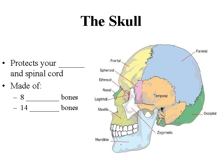 The Skull • Protects your ______ and spinal cord • Made of: – 8
