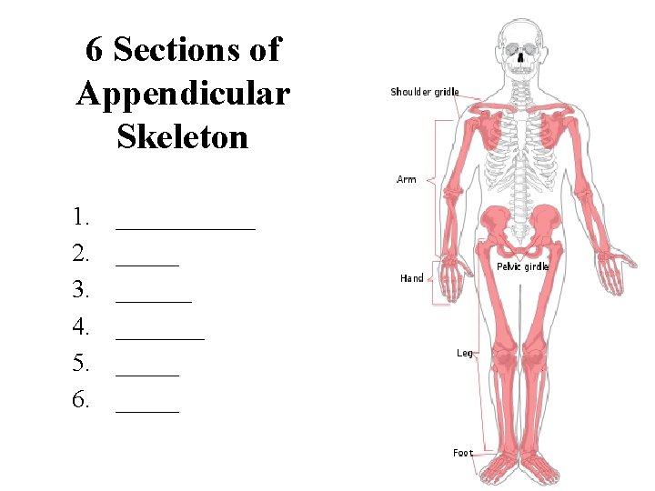 6 Sections of Appendicular Skeleton 1. 2. 3. 4. 5. 6. ______ _____ 
