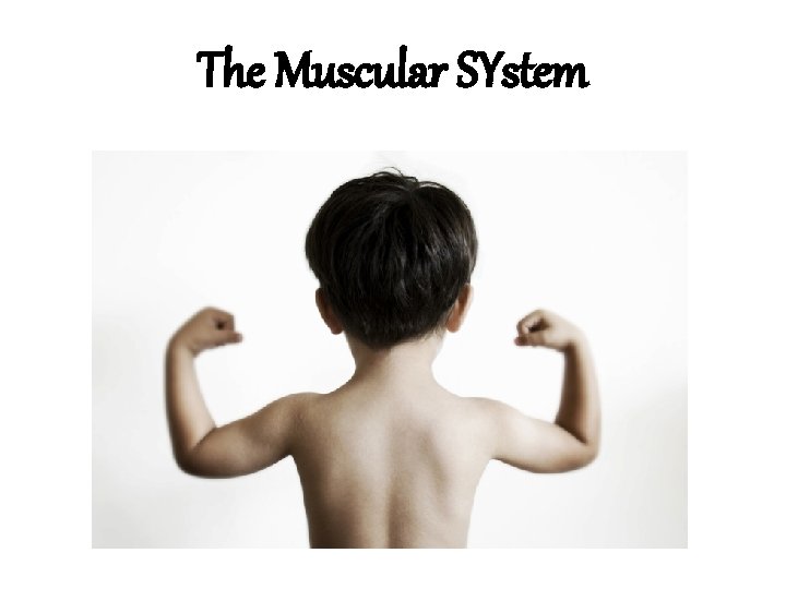 The Muscular SYstem 