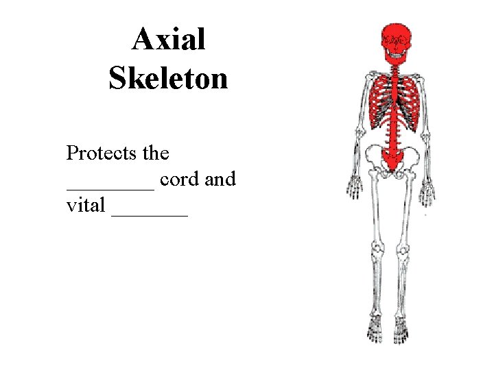 Axial Skeleton Protects the ____ cord and vital _______ 