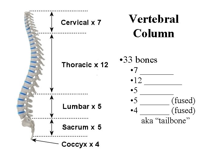 Vertebral Column • 33 bones • 7 ____ • 12 _____ • 5 _______