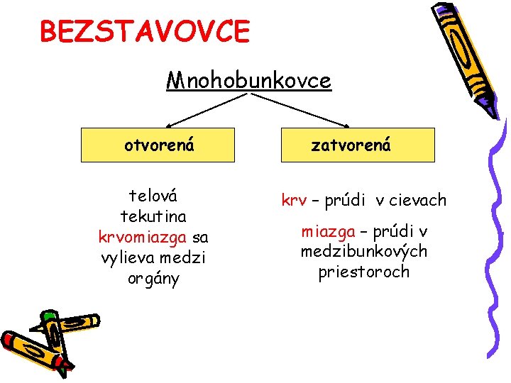 BEZSTAVOVCE Mnohobunkovce otvorená telová tekutina krvomiazga sa vylieva medzi orgány zatvorená krv – prúdi