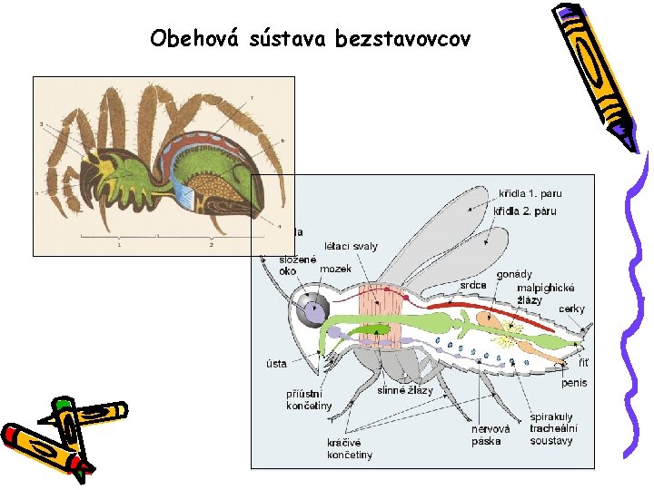 Obehová sústava bezstavovcov 