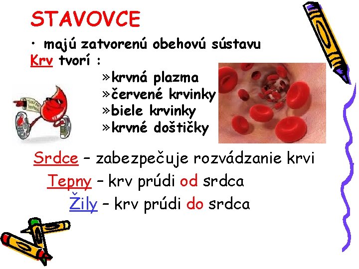 STAVOVCE • majú zatvorenú obehovú sústavu Krv tvorí : » krvná plazma » červené