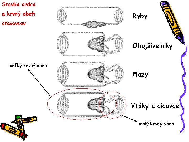 Stavba srdca a krvný obeh stavovcov Ryby Obojživelníky veľký krvný obeh Plazy Vtáky a