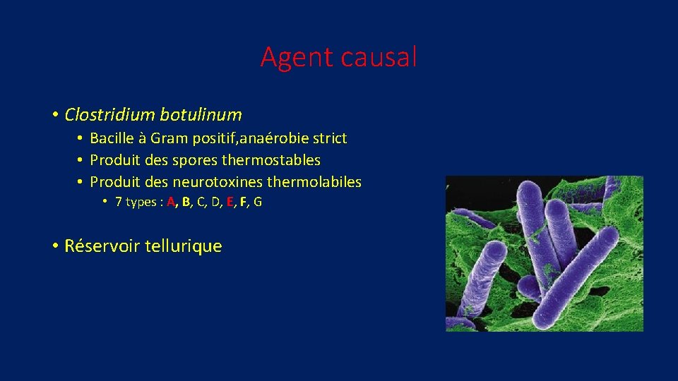 Rare Bacille Gram Positif