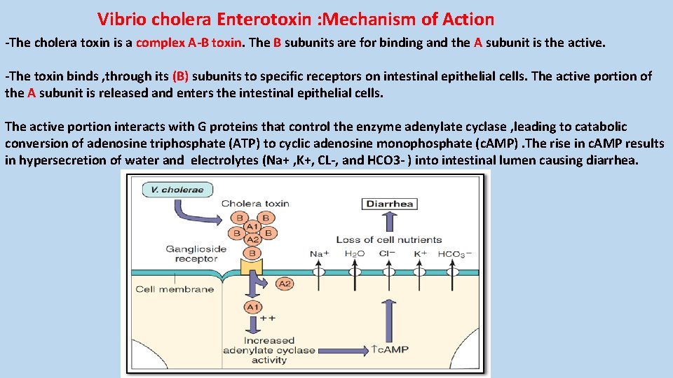 Vibrio cholera Enterotoxin : Mechanism of Action -The cholera toxin is a complex A-B