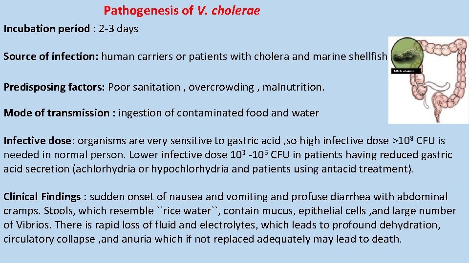 Pathogenesis of V. cholerae Incubation period : 2 -3 days Source of infection: human