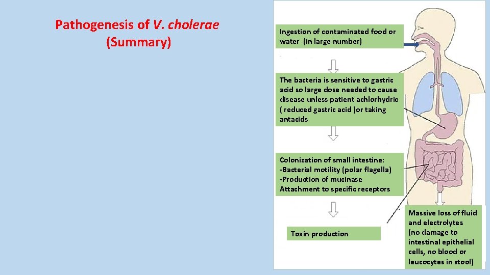 Pathogenesis of V. cholerae (Summary) Ingestion of contaminated food or water (in large number)