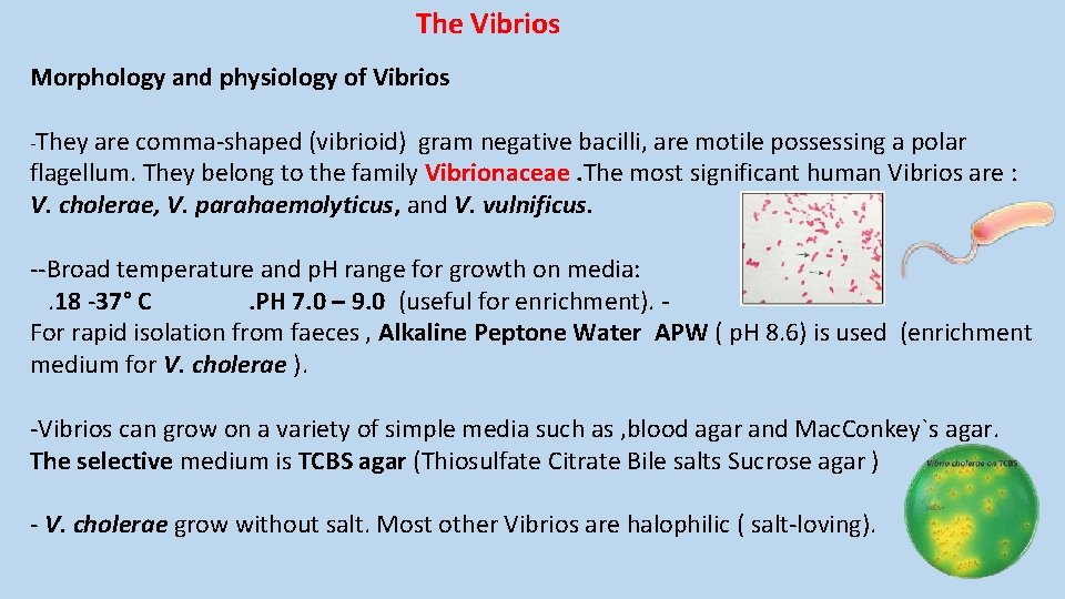 The Vibrios Morphology and physiology of Vibrios -They are comma-shaped (vibrioid) gram negative bacilli,