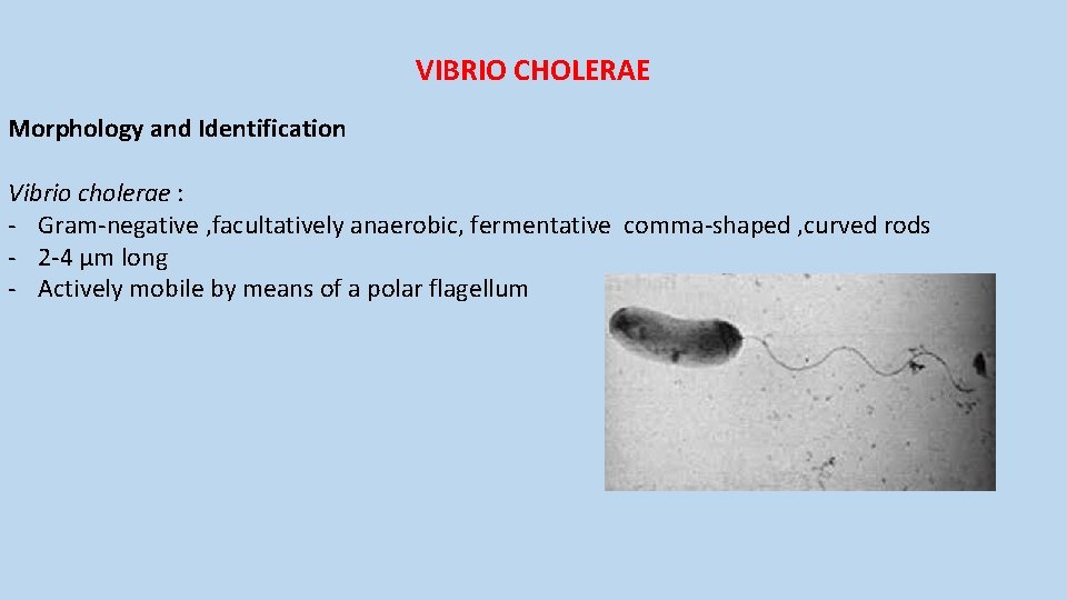 VIBRIO CHOLERAE Morphology and Identification Vibrio cholerae : - Gram-negative , facultatively anaerobic, fermentative