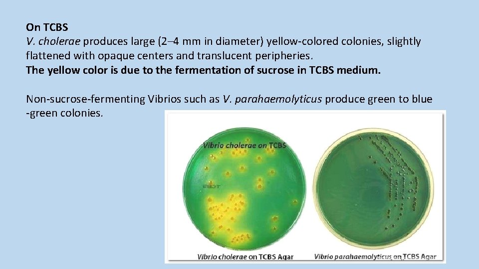On TCBS V. cholerae produces large (2– 4 mm in diameter) yellow-colored colonies, slightly