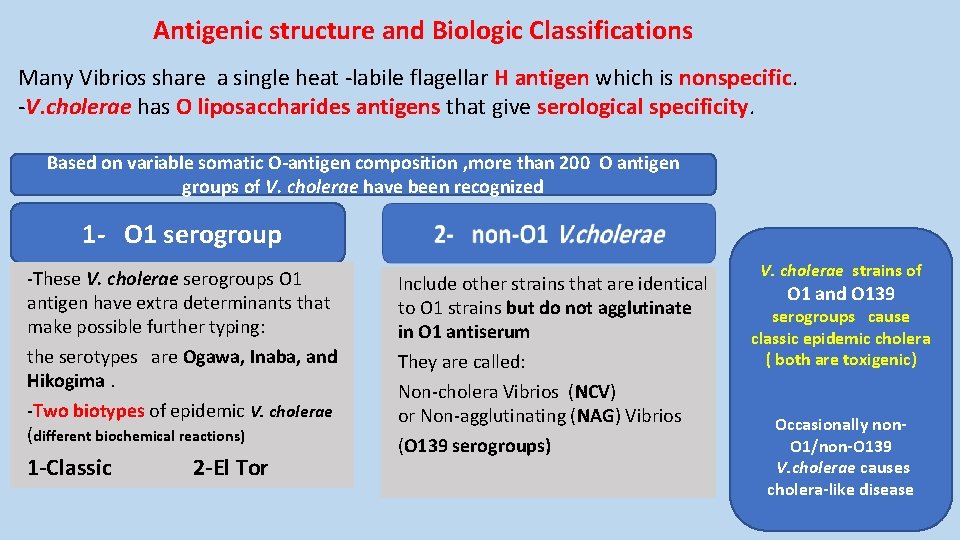 Antigenic structure and Biologic Classifications Many Vibrios share a single heat -labile flagellar H