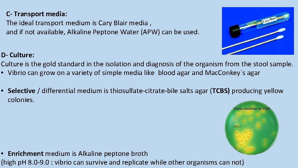 C- Transport media: The ideal transport medium is Cary Blair media , and if