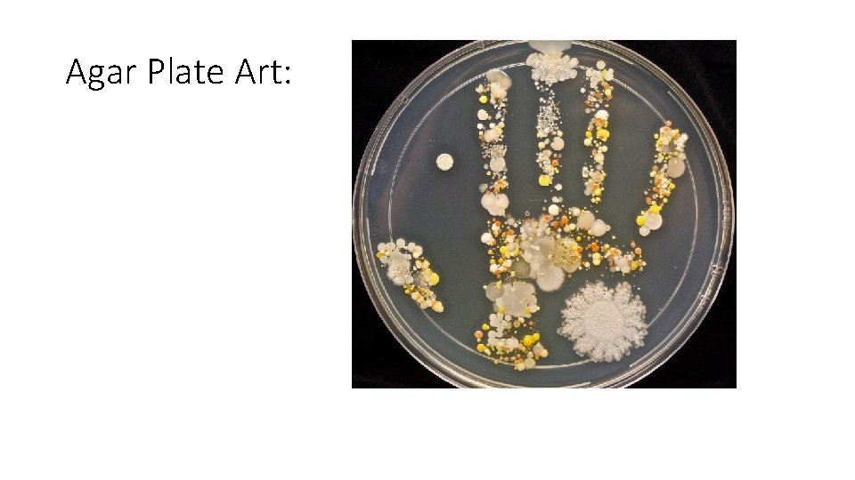 Agar Plate Art: 