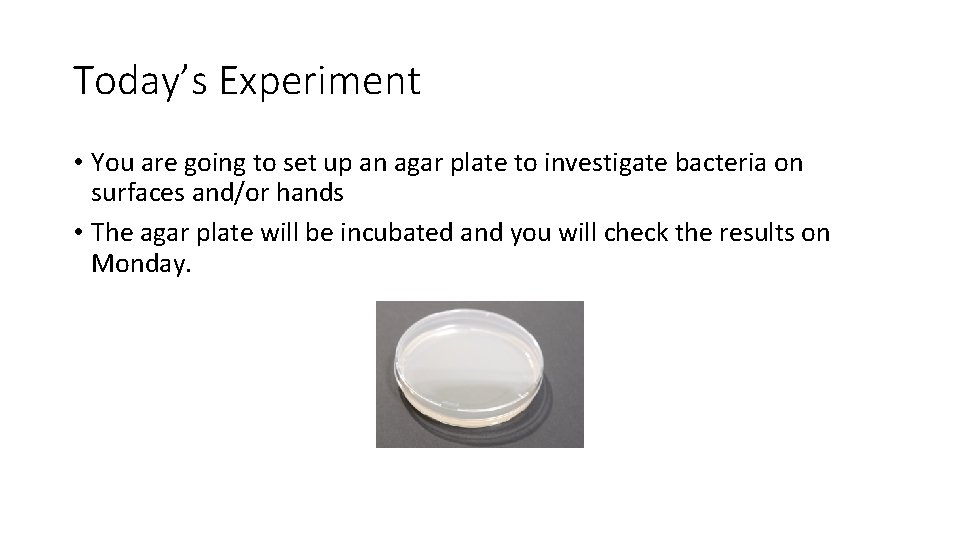 Today’s Experiment • You are going to set up an agar plate to investigate