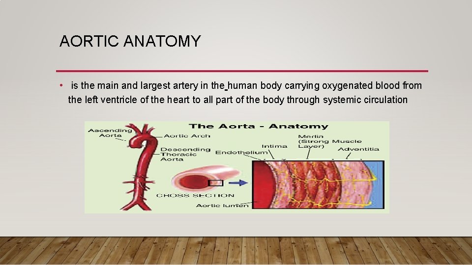 AORTIC ANATOMY • is the main and largest artery in the human body carrying AORTIC ANATOMY • is the main and largest artery in the human body carrying