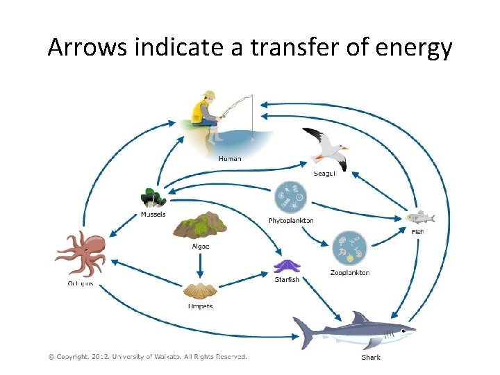 Arrows indicate a transfer of energy Arrows indicate a transfer of energy
