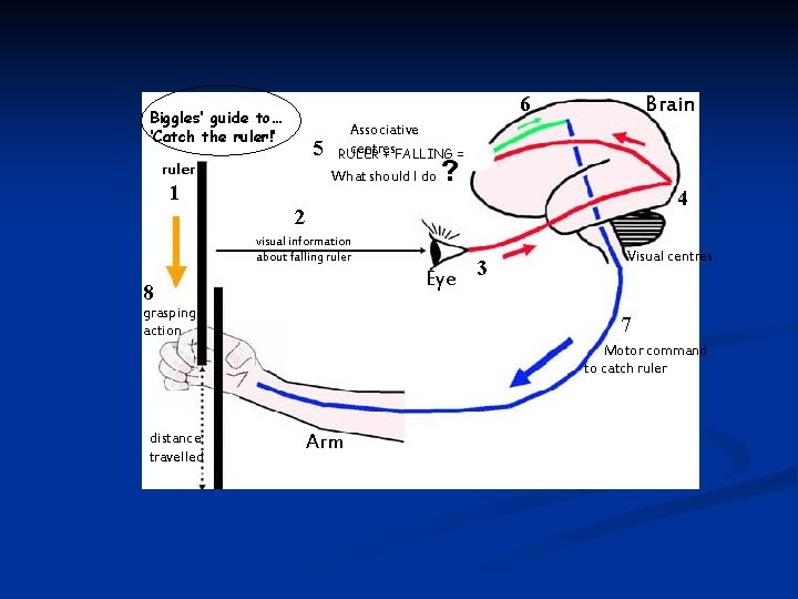 Brain 6 Biggles’ guide to… ‘Catch the ruler!’ 5 ruler Associative centres RULER +