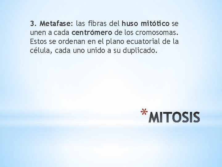 3. Metafase: las fibras del huso mitótico se unen a cada centrómero de los