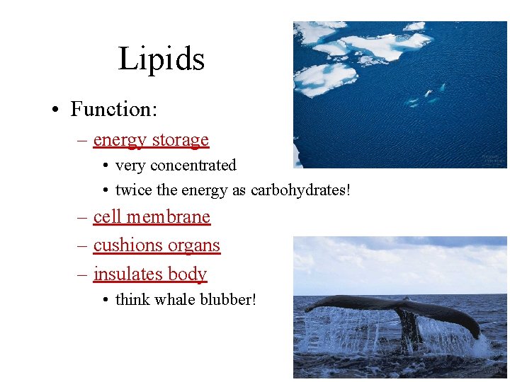 Lipids • Function: – energy storage • very concentrated • twice the energy as