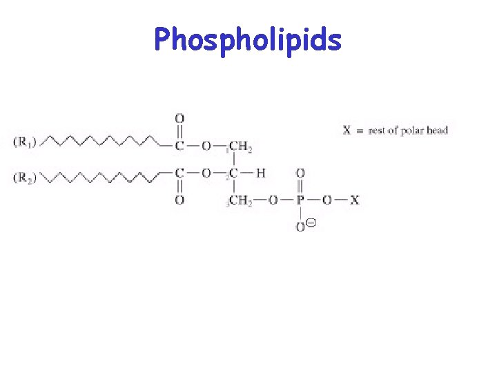 Phospholipids 