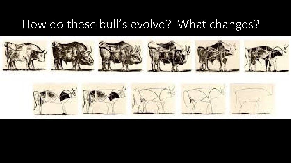 How do these bull’s evolve? What changes? 