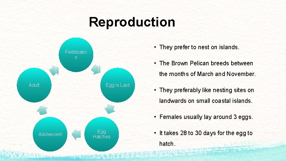 Reproduction • They prefer to nest on islands. Fertilizatio n • The Brown Pelican