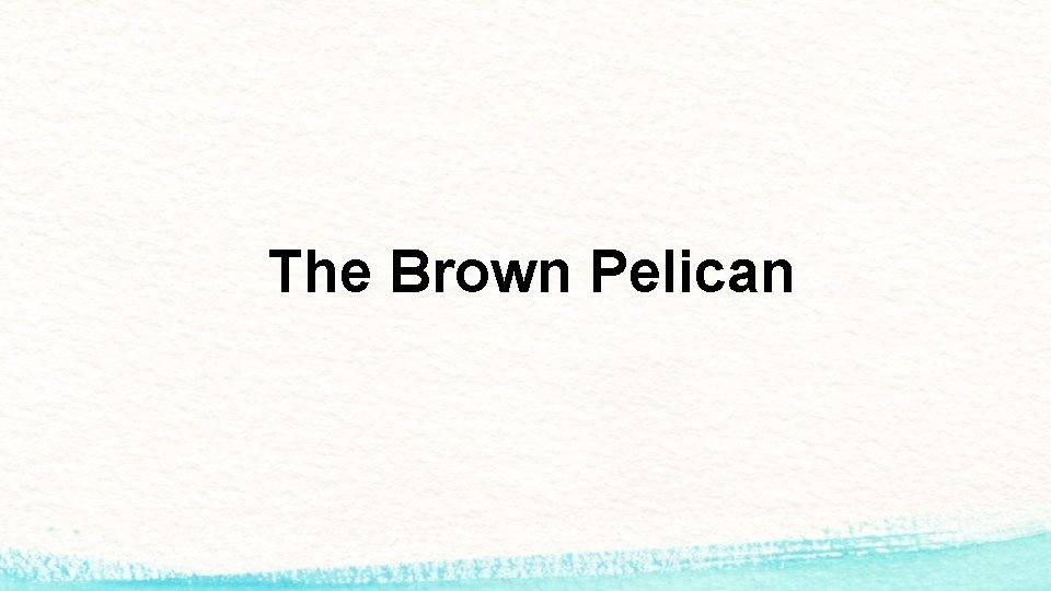 The Brown Pelican 