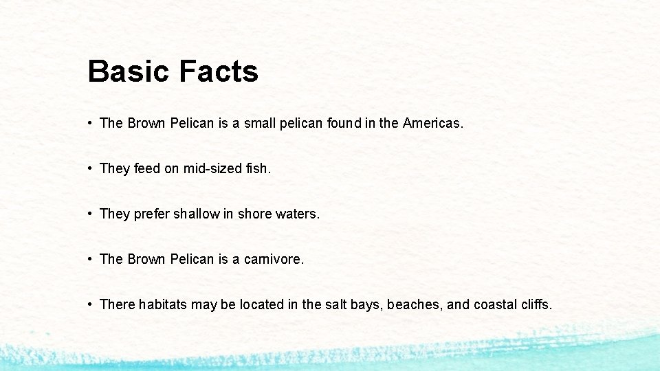 Basic Facts • The Brown Pelican is a small pelican found in the Americas.