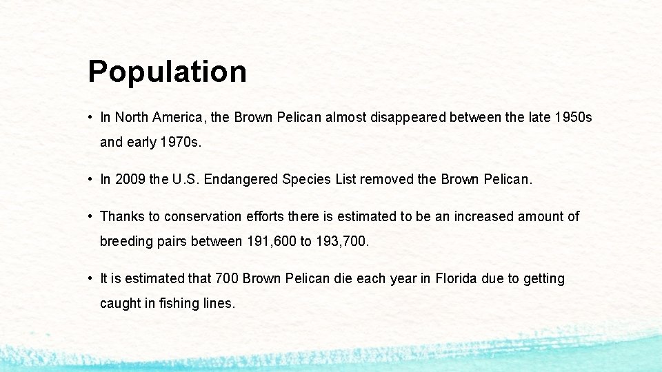 Population • In North America, the Brown Pelican almost disappeared between the late 1950