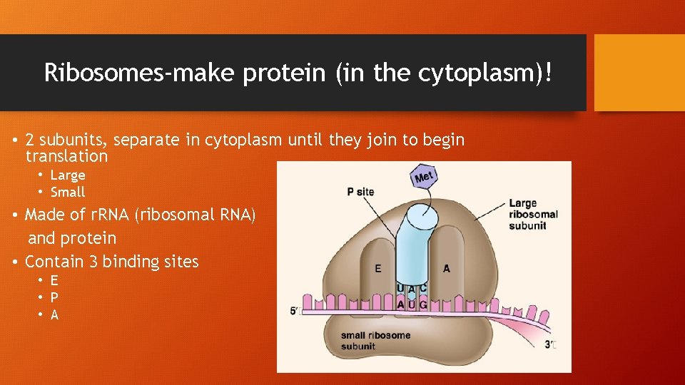 Ribosomes-make protein (in the cytoplasm)! • 2 subunits, separate in cytoplasm until they join