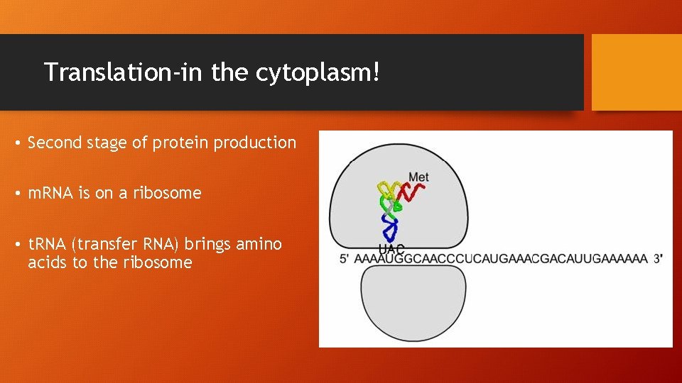 Translation-in the cytoplasm! • Second stage of protein production • m. RNA is on