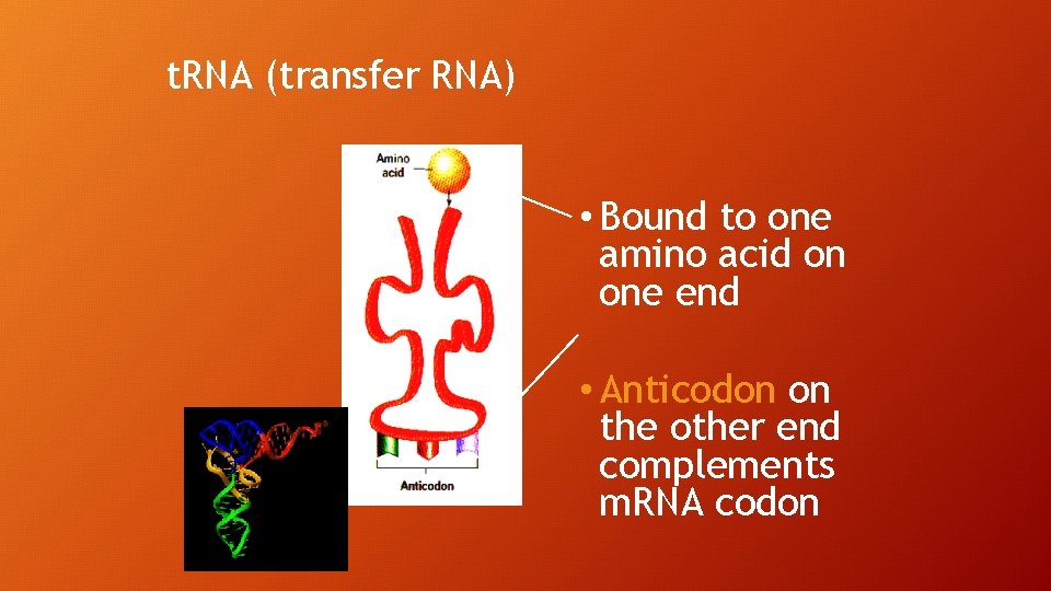 t. RNA (transfer RNA) • Bound to one amino acid on one end •
