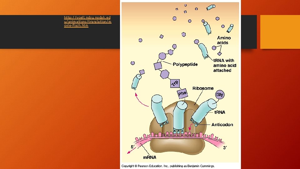 http: //vcell. ndsu. nodak. ed u/animations/translation/m ovie-flash. htm 