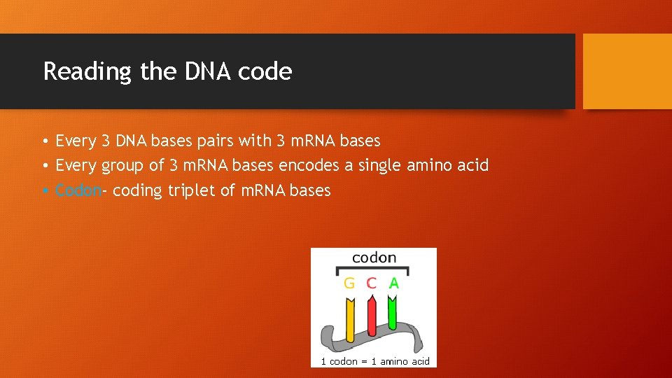 Reading the DNA code • Every 3 DNA bases pairs with 3 m. RNA