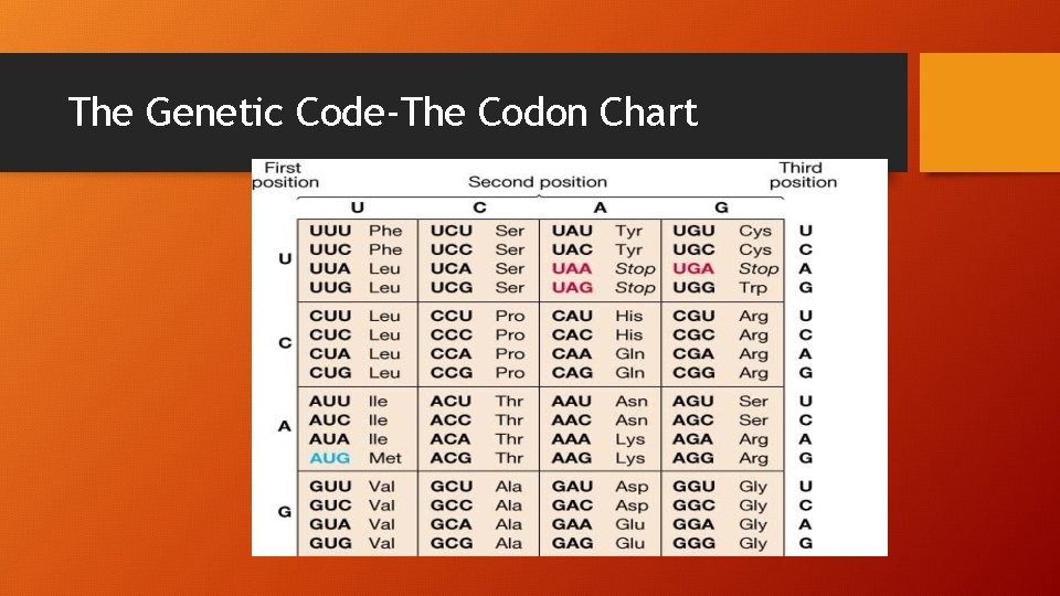 The Genetic Code-The Codon Chart 