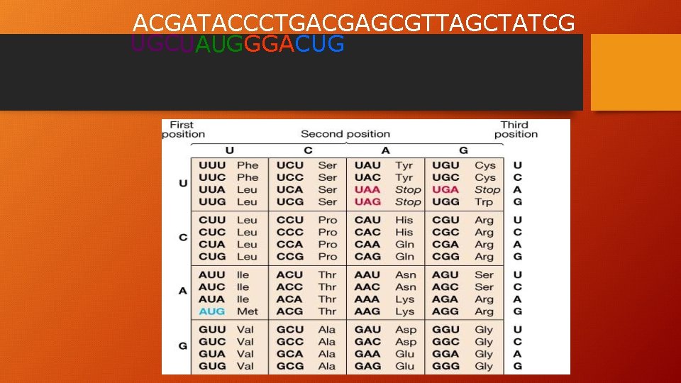 ACGATACCCTGACGAGCGTTAGCTATCG UGCUAUGGGACUG 