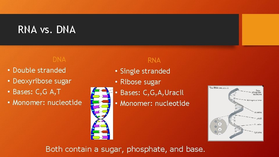 RNA vs. DNA • • DNA Double stranded Deoxyribose sugar Bases: C, G A,