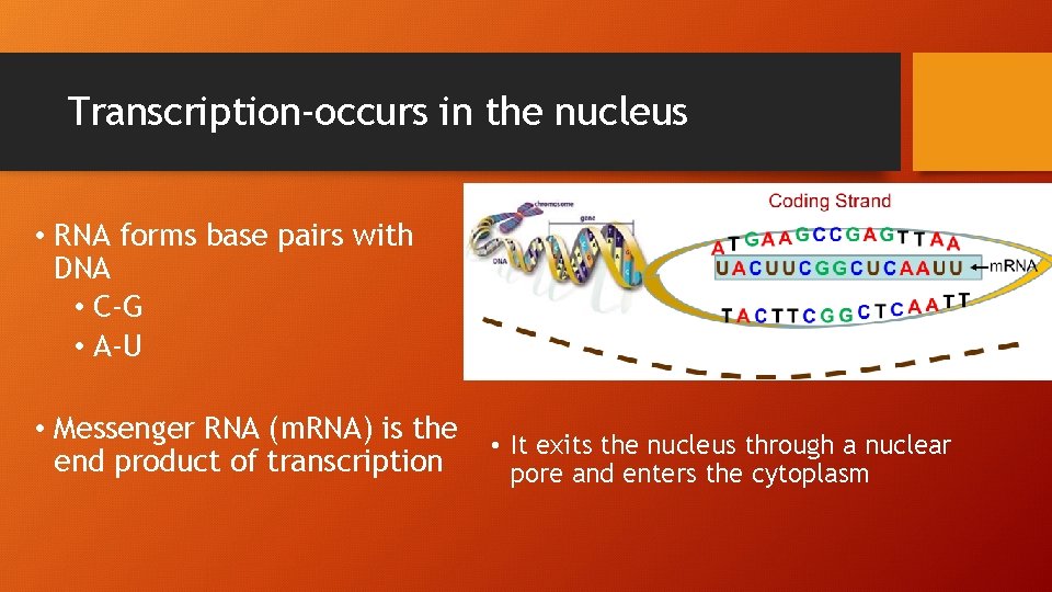 Transcription-occurs in the nucleus • RNA forms base pairs with DNA • C-G •