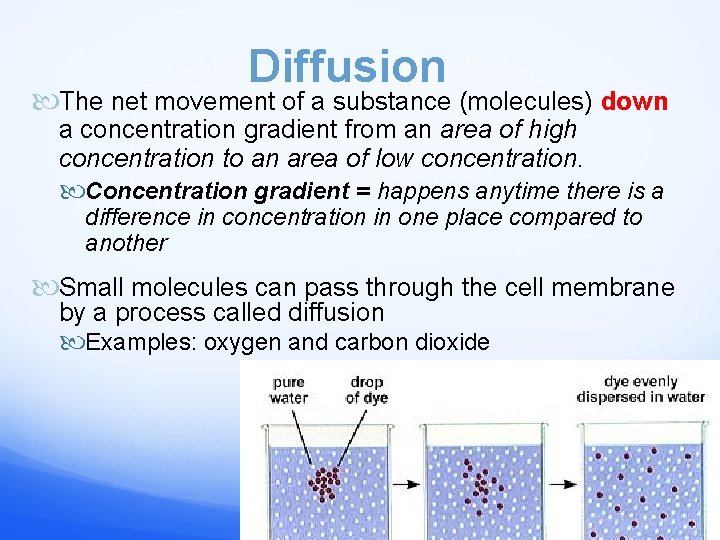 Diffusion The net movement of a substance (molecules) down a concentration gradient from an